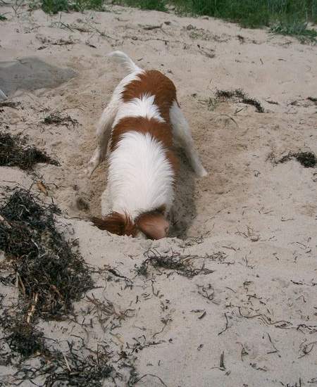 Strandliv är verkligen toppen! På hundbadstranden i Åhus kan man både jaga pinnar i vattnet och gräva djupa hål i sanden. Ofta finns det också trevliga hundkompisar man kan leka med.