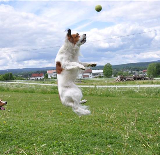Oxo är ganska atletisk och har ett bra bollsinne. Han missar sällan ett sånt här läge.  foto: Felicia Torffvit